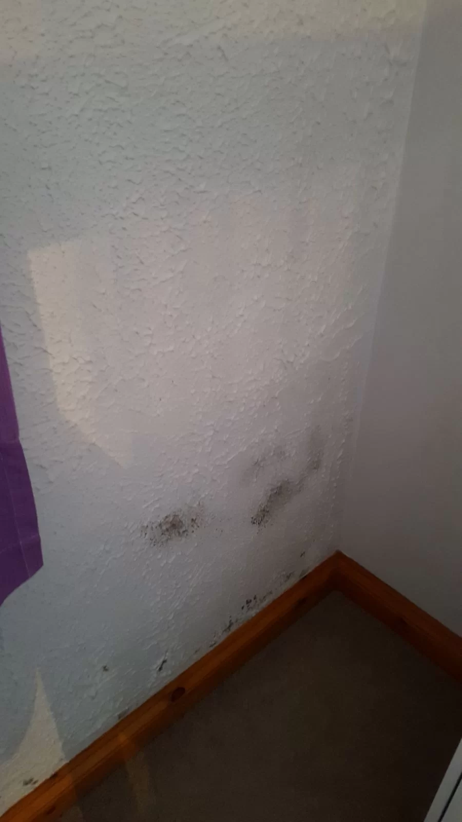 Damp Job sovereign recommend