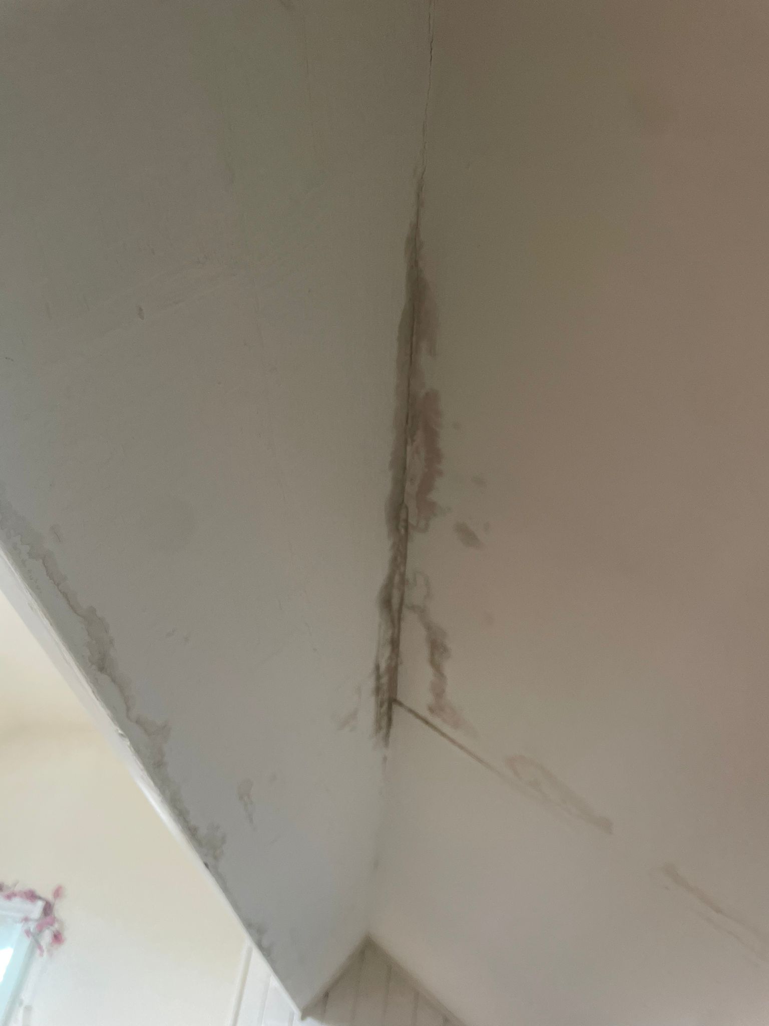 Help - Damp patches in plastering on loft conversion roof - 2nd opinion