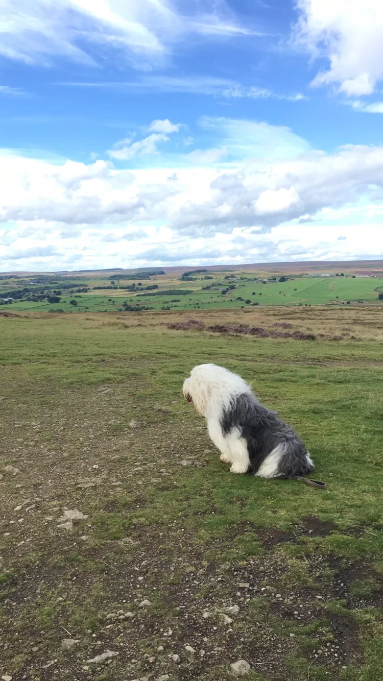 Dulux dog