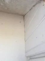 Advice please - sealing monocouche to window frames