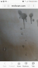 Does anyone recognise from these photos what this stuff is appearing on newly plastered walls?
