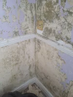 Can you help identify this plaster?