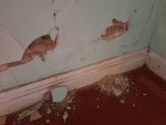 Plaster detached from previous damp issue